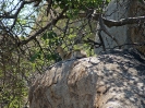 Klipspringer, Krüger-Nationalpark, Südafrika, Oktober 2011