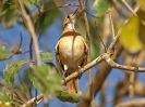 Rost-Töpfervogel, Pantanal, Mato Grosso, Brasilien, Juli 2008