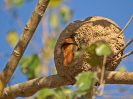 Rost-Töpfervogel, Pantanal, Mato Grosso, Brasilien, Juli 2008