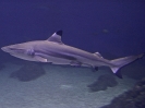carcharhinus-melanopterus-01_20120226_1043802097