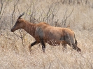 Leierantilope, Krüger-Nationalpark, Südafrika, Oktober 2011