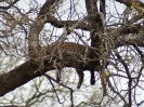 Leopard, Krüger-Nationalpark, Südafrika, Oktober 2011