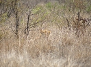Löwe, Krüger-Nationalpark, Südafrika, Oktober 2011