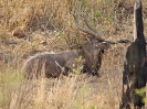 Nyala, Krüger-Nationalpark, Südafrika, Oktober 2011