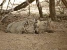 Warzenschwein, Krüger-Nationalpark, Südafrika, Oktober 2011