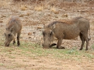 Warzenschwein, Krüger-Nationalpark, Südafrika, Oktober 2011