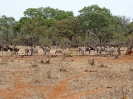 Steppenzebra, Krüger-Nationalpark, Südafrika, Oktober 2011