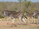 Steppenzebra, Krüger-Nationalpark, Südafrika, Oktober 2011