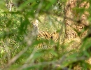 Tiger, Bandhavgarh Nationalpark, Madhya Pradesh, Indien, Oktober 2004