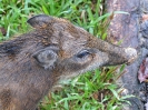 Wildschwein, Taman Negara Nationalpark, Malaysia, April 2010