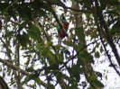 Quetzal, Guadalupe, Panama, März 2013
