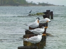 Königsseeschwalbe, Boca del Drago, Isla Colon, Panama, April 2013