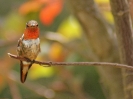 Orangekehlelfe, Boquete, Panama, März 2013