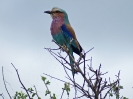 Gabelracke, Krüger-Nationalpark, Südafrika, Oktober 2011