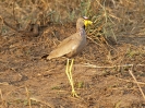 Senegalkiebitz, Krüger-Nationalpark, Südafrika, Oktober 2011