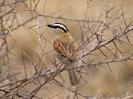 Senegaltschagra, Krüger-Nationalpark, Südafrika, Oktober 2011