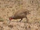 Swainsonfrankolin, Krüger-Nationalpark, Südafrika, Oktober 2011