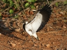 Schmiedekiebitz, Krüger-Nationalpark, Südafrika, Oktober 2011
