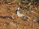 Schmiedekiebitz, Krüger-Nationalpark, Südafrika, Oktober 2011