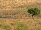 Breitmaul-Nashorn, Krüger-Nationalpark, Südafrika, Oktober 2011