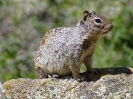 Felsenhörnchen, Bandelier National Monument, New Mexico, Juli 2014