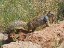 Felsenhörnchen, Bandelier National Monument, New Mexico, Juli 2014