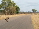Tüpfelhyäne, Tshokwane-Satara Road, Krüger Nationalpark, Südafrika, Oktober 2011
