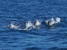 Streifendelphin, Straße von Gibraltar, Oktober 2014