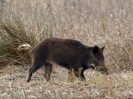 Wildschwein, Cota Donana Gebiet, Andalusien, Oktober 2014