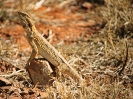 Streifenköpfige Bartagame, nördlich von Alice Springs, Northern Territory, Juli/August 2001
