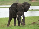 Afrikanischer Elefant, Südafrika 2011