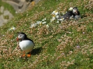 Papageitaucher, Sumburgh Head, Shetland Mainland, Shetland Islands, Juli 2015