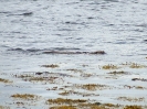 Fischotter, Shetland Mainland, Shetland Islands, Juli 2015