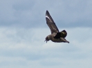Große Raubmöwe / Skua, Hermaness RSPB, Unst, Shetland Islands, Juli 2015 - Klassisches Imponierverhalten im Flug. Typisch sind die hochgereckten Flügel und der Blick nach unten. Dazu wird laut gerufen.
