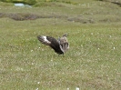 Große Raubmöwe / Skua, Hermaness RSPB, Unst, Shetland Islands, Juli 2015 - Imponierverhalten am Boden. Hochgereckte Flügel, begleitet von lautem Rufen.