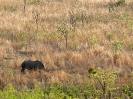 Breitmaul-Nashorn, Krüger-Nationalpark, Südafrika, Oktober 2011