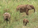 Elefanten im Schilf am Sabie River, 25. Oktober 2011 - Krüger National Park, Südafrika