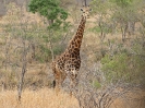 Kapitaler Giraffenbulle, 27. Oktober 2011 - Krüger National Park, Südafrika