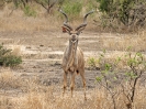 Großer Kudu, 27. Oktober 2011 - Krüger National Park, Südafrika
