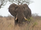 Der König des Buschs - Elefant, 27. Oktober 2011 - Krüger National Park, Südafrika