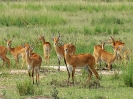 Uganda-Grasantilope, Murchison Falls Nationalpark, Uganda, Oktober 2016