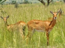 Uganda-Grasantilope, Murchison Falls Nationalpark, Uganda, Oktober 2016