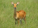 Uganda-Grasantilope, Queen Elizabeth Nationalpark, Uganda, Oktober 2016
