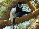 Guereza, Murchison Falls Nationalpark, Uganda, Oktober 2016