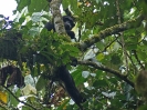 Schimpanse, Kalinzi Forest Reserve, Uganda, Oktober 2016