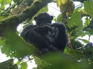 Schimpanse, Kalinzi Forest Reserve, Uganda, Oktober 2016