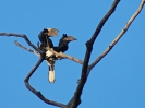 Grauwangen-Nashornvogel, Botanischer Garten, Entebbe, Uganda, Oktober 2016