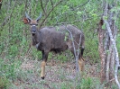 Nyala-Bock, 31. Oktober 2011 - Krüger National Park, Südafrika