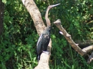 Schlangenhalsvogel, Viktoria-Nil, Murchison Falls Nationalpark, Uganda, Oktober 2016