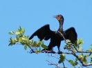 Ohrenscharbe, Everglades Nationalpark, Florida, Juli 2016